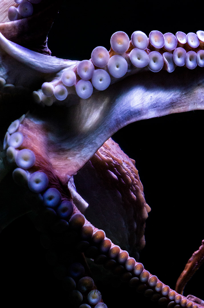 the black of an aquarium frames the suckers on a number of octopus arms and its ridged head all in a light pinkish burdandy as it moves across the glass.
