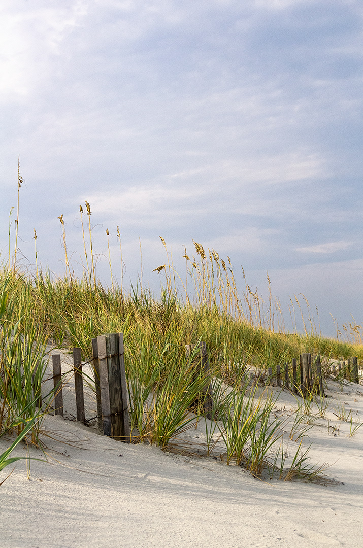 Old dune fences, partially submerged in sand, stand ashen against the living grasses of the dunes under a textured glowing grey sky