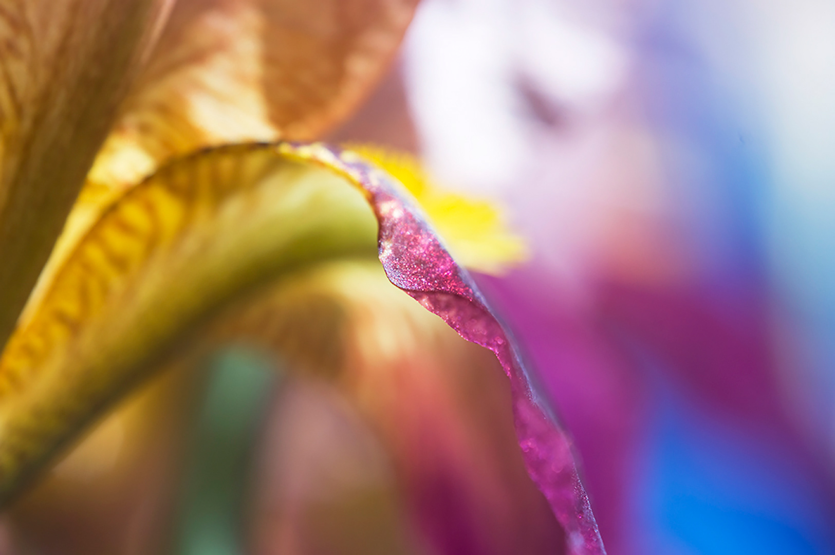 The jewel like petal edge of a bearded iris shimmering against a defocused background of rich blues and purples