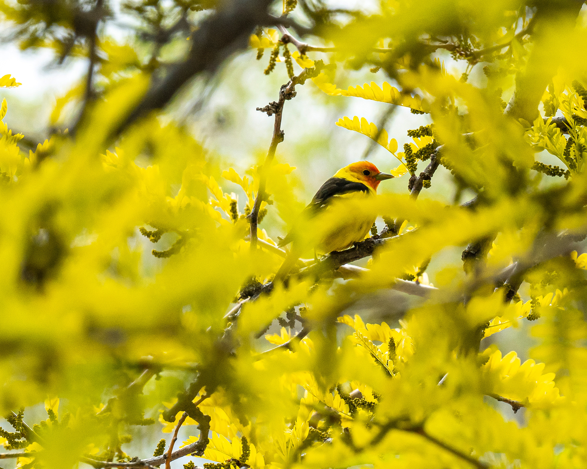 The black eye and red to orange face of a male Western Tanager are all that stands out in the thick yellow foliage of a honey locust