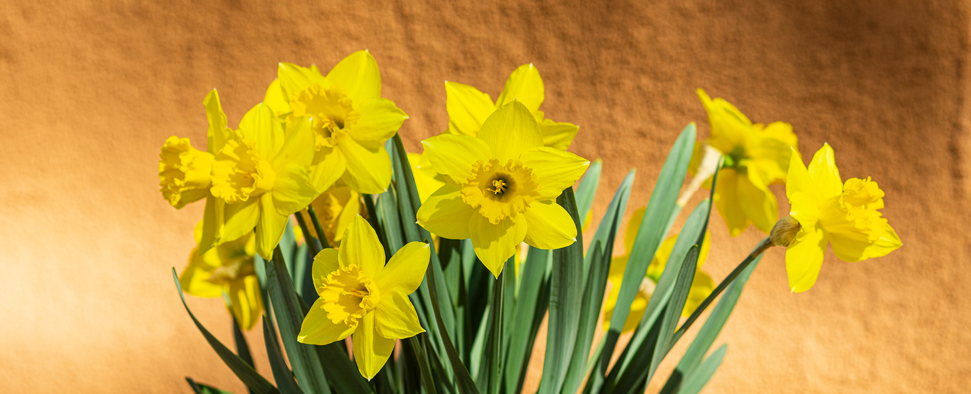A proud display of brilliant daffodils in the morning sun.