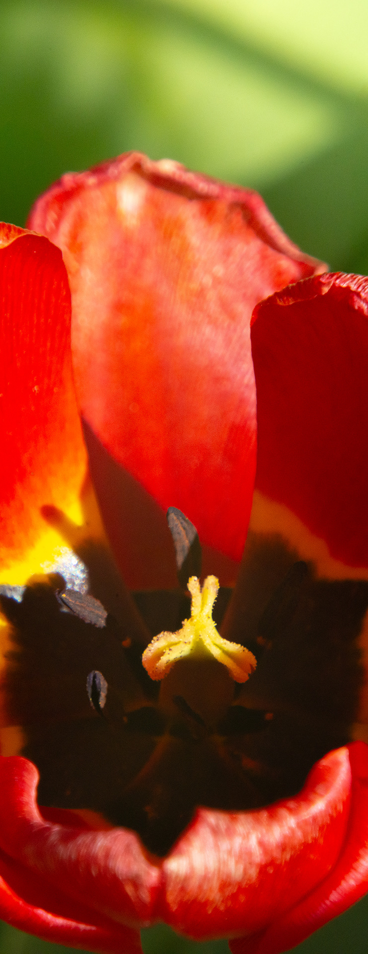 A tall panorama of the interior of a red tulip.