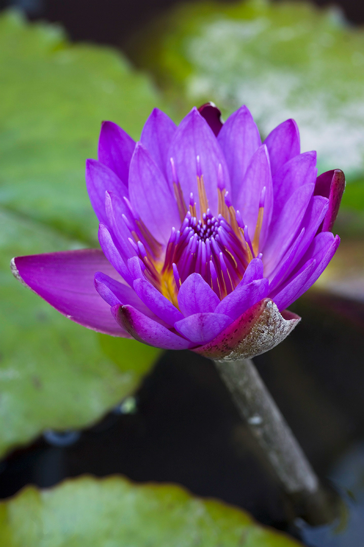 A lotus of soft purple and bright yellow-orange rising above the dark water and rich green lilly pads