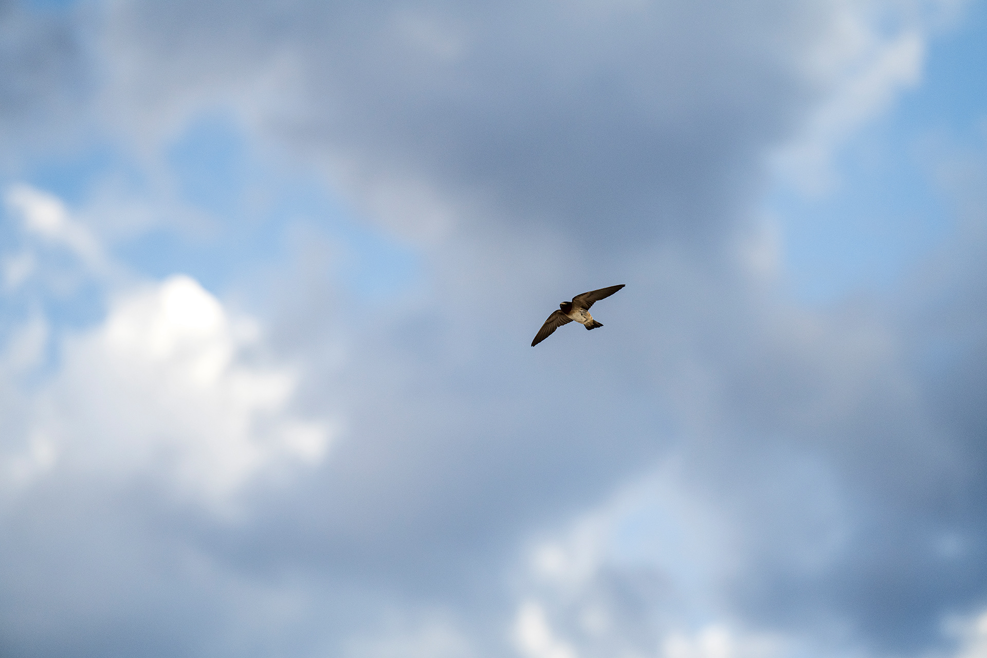 a cliff swallow soaring against a summer afternoon of clouds