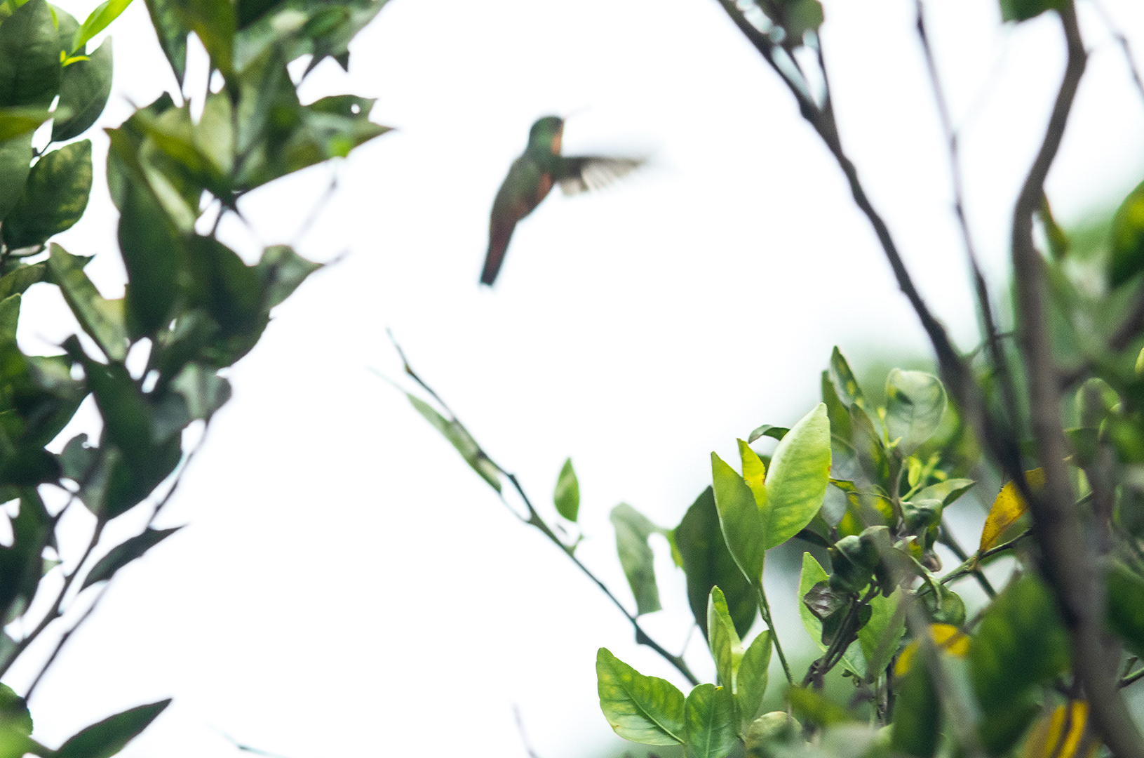 A hummingbird in mid-flight framed against a nearly white background among foliage with a very narrow depth of field.