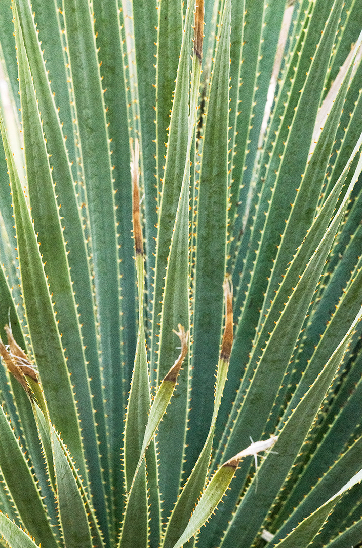 agave leaves in a range of blues and greens mixed with the yellowish-red of their spines