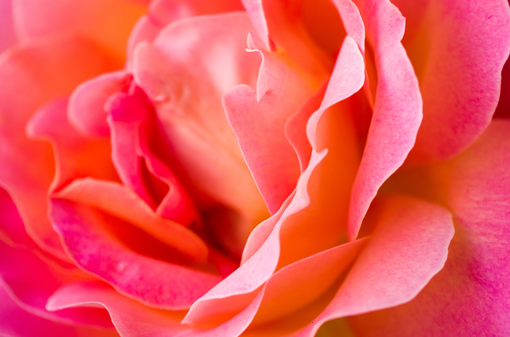 a partially unfurled rose with brilliant pink edges that soften into peach orange and tints of salmon