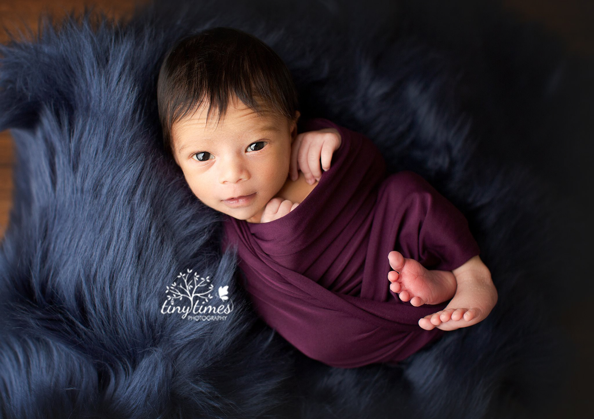 newborn baby in blue and plum in photo studio