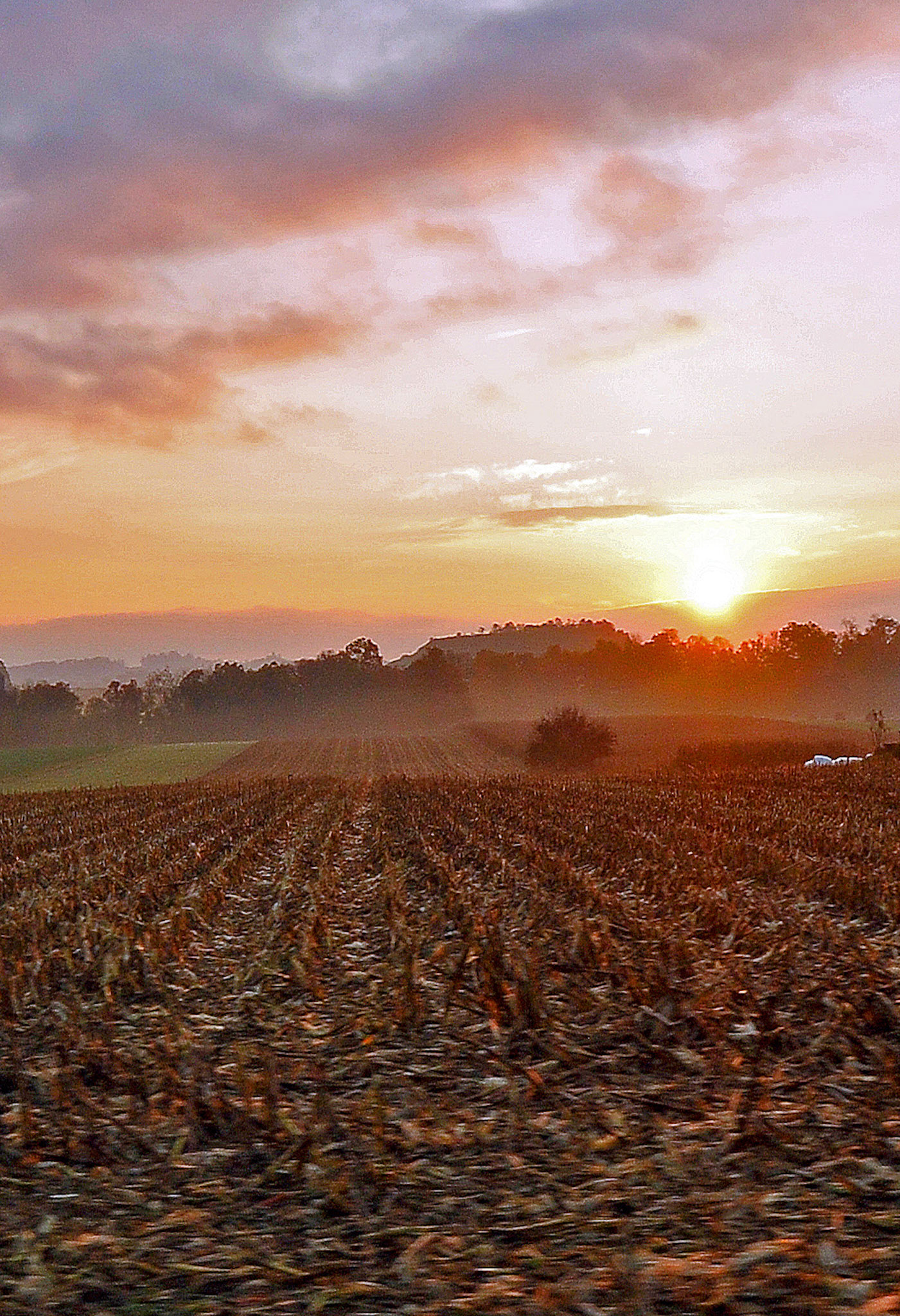 Cornfield Sunrise In Ohio