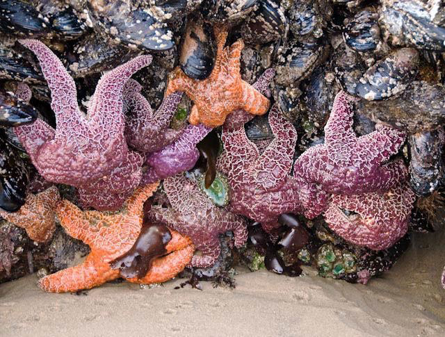 Starfish Reunion