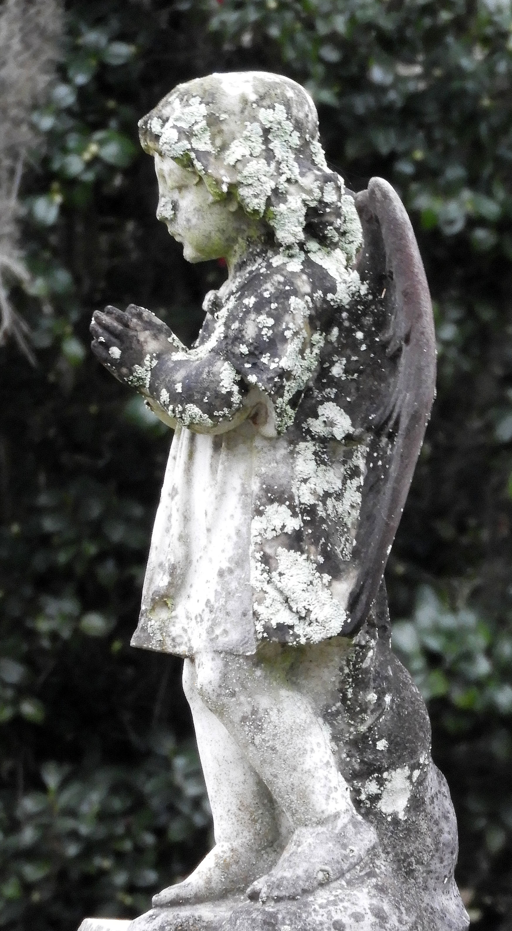 Praying Angel #3