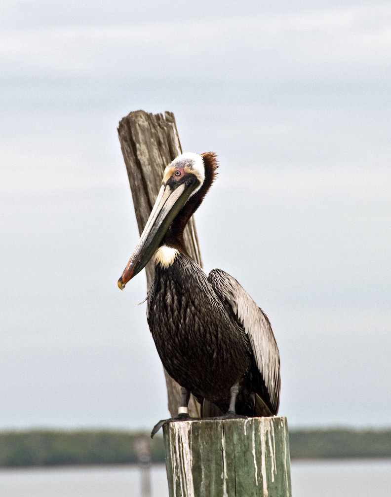 Beau Pelican