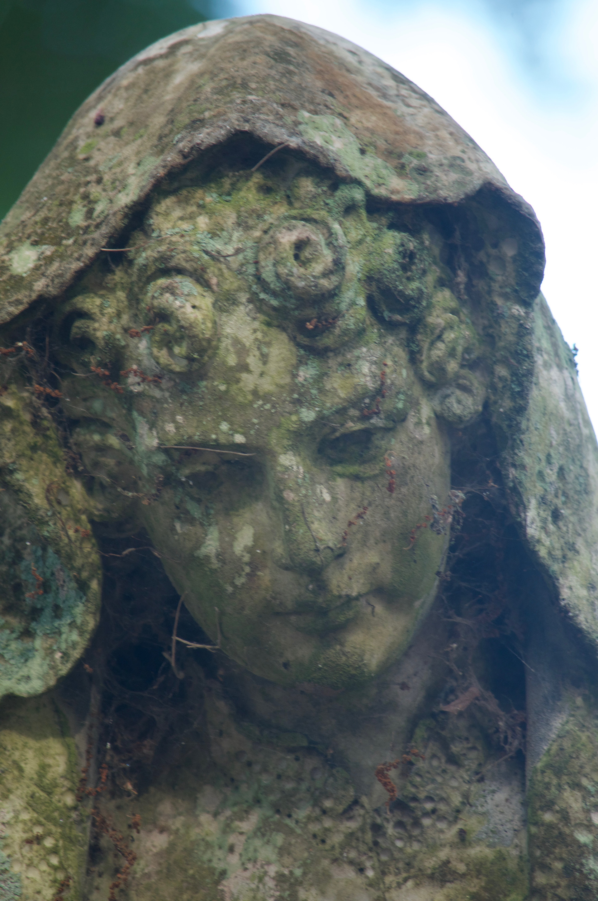 Mary Of The Moss Face