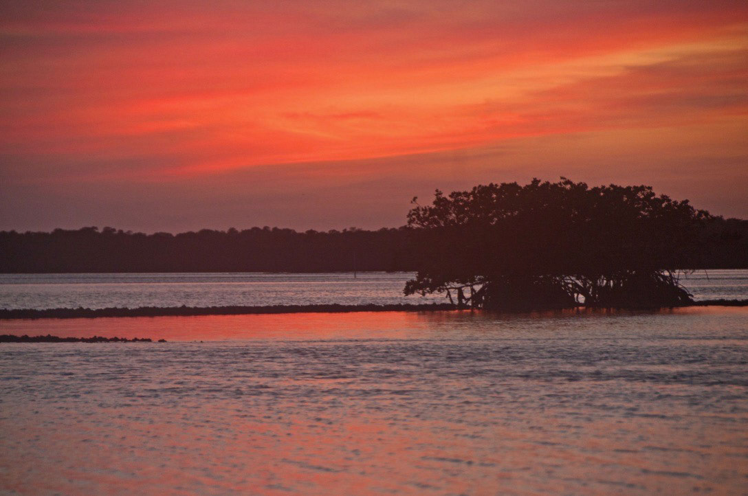 Chokoloskee Mangrove