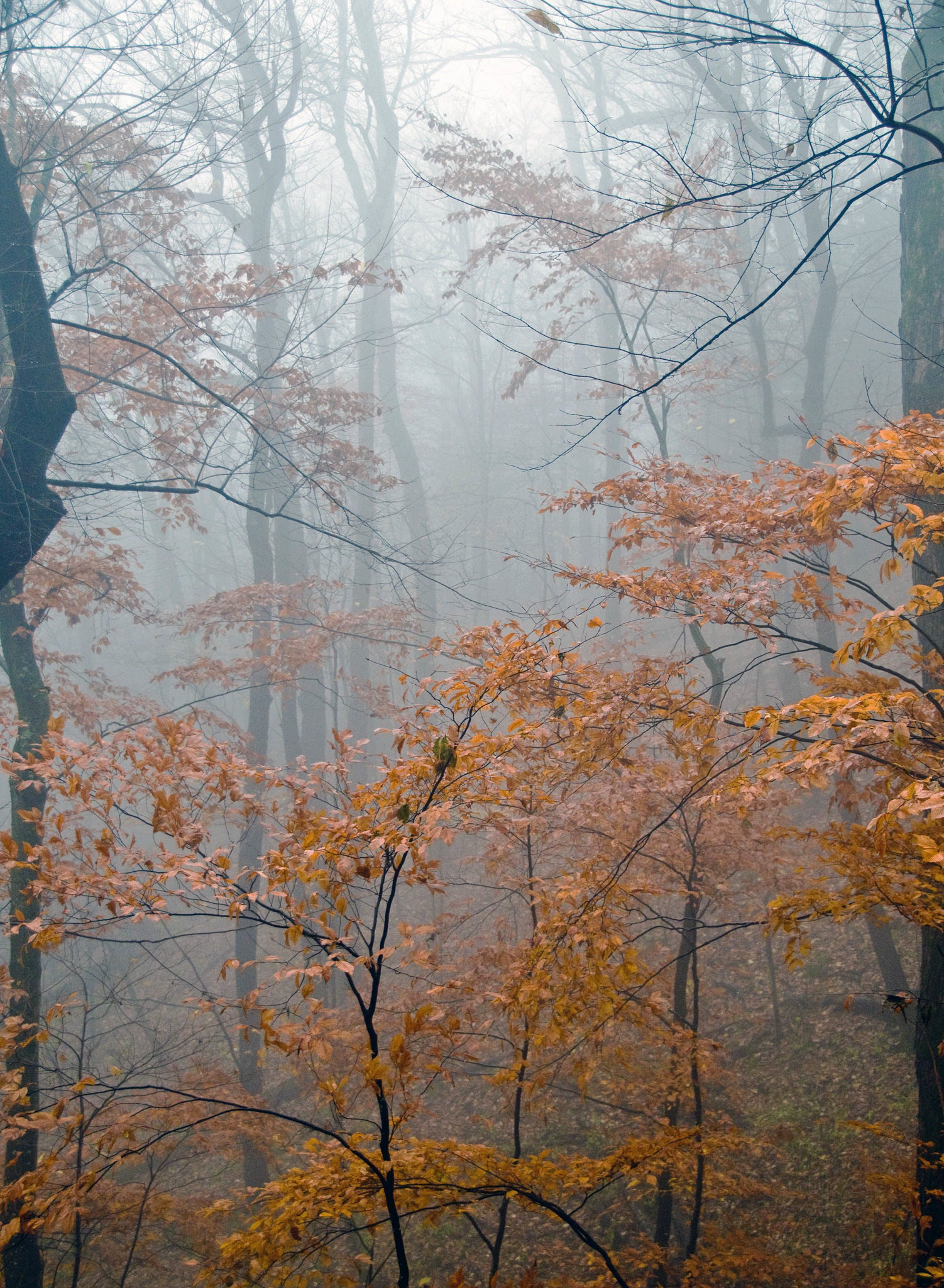 Trees In The Mists