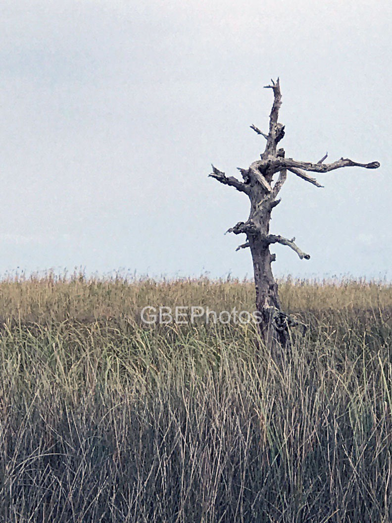 Jesus TreeRedfish Hole