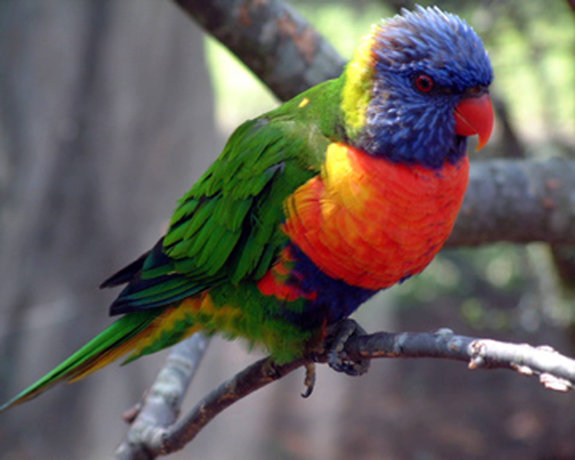 Coat Of Many Colors