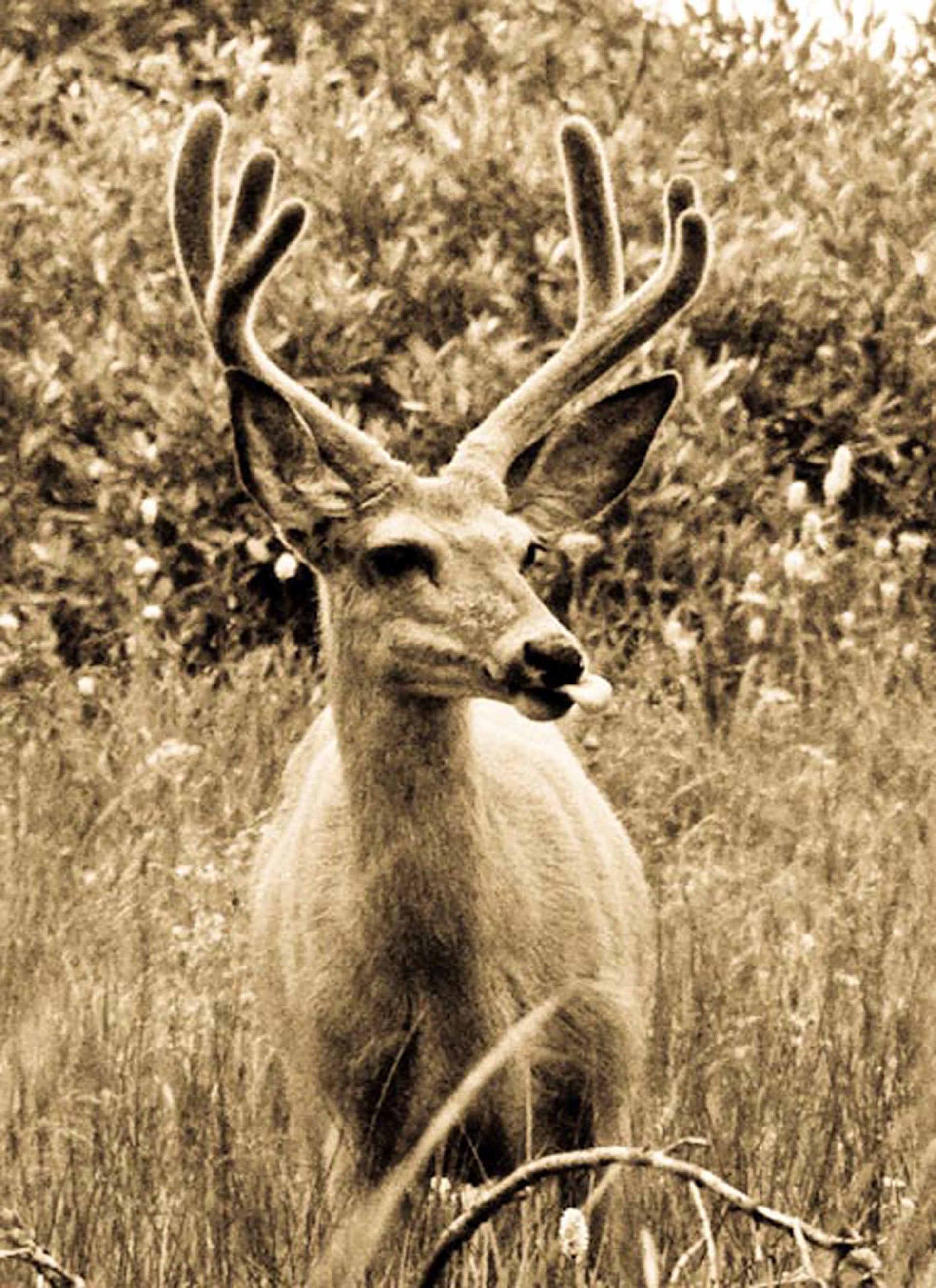 Yellowstone deer