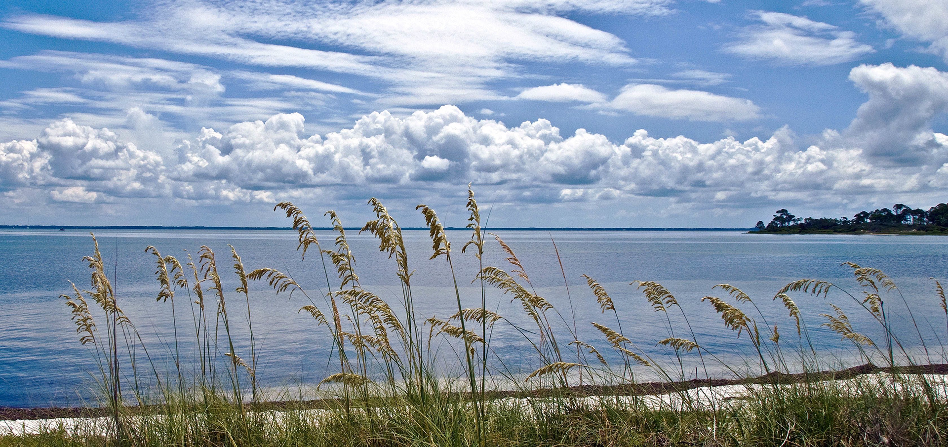 Sea Oats At St. Joseph's State Park