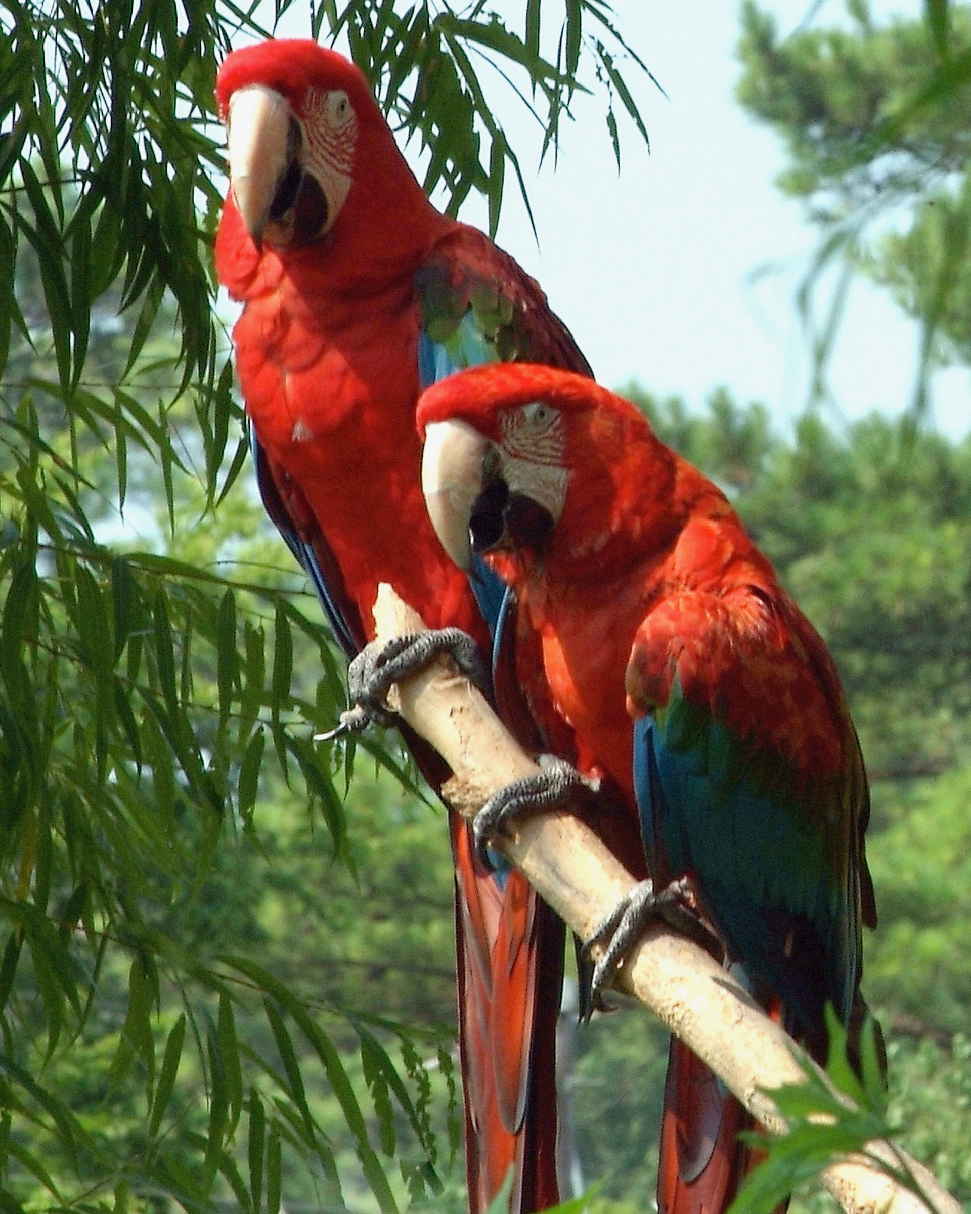 Birds Of A Feather