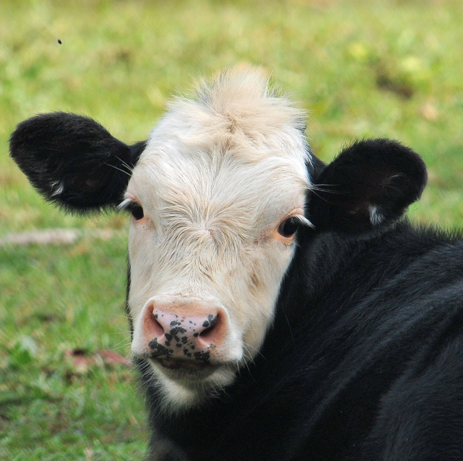 Big Ears