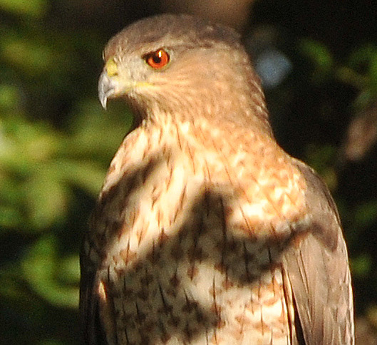 Red Tailed Hawk