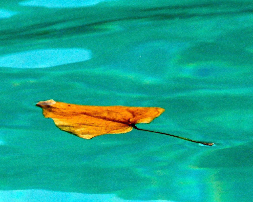 Floating Leaf