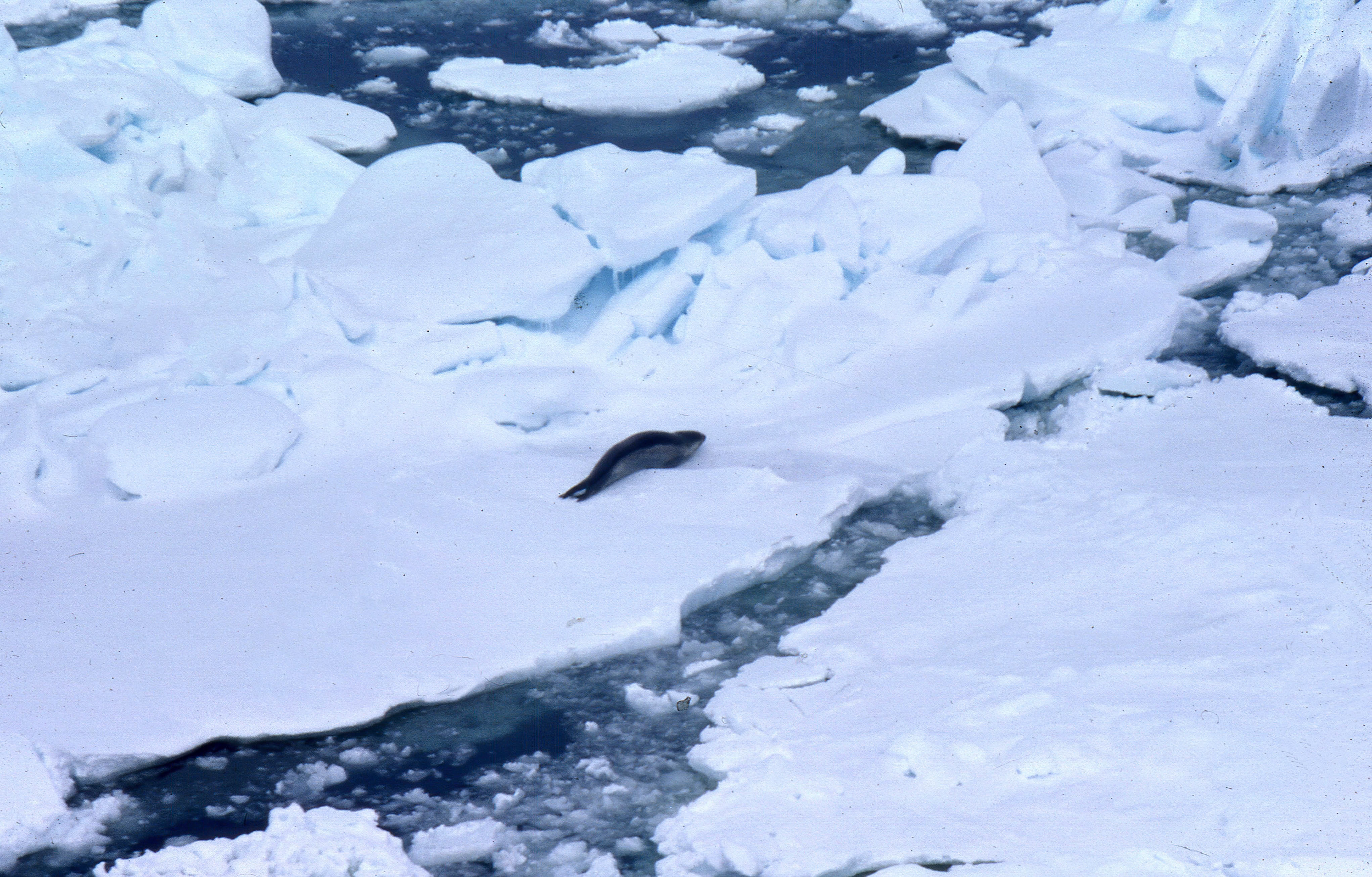 Seal and pack ice