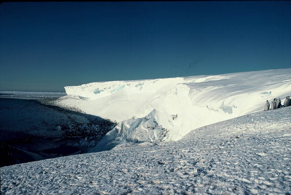 Windy creek penguin rookery