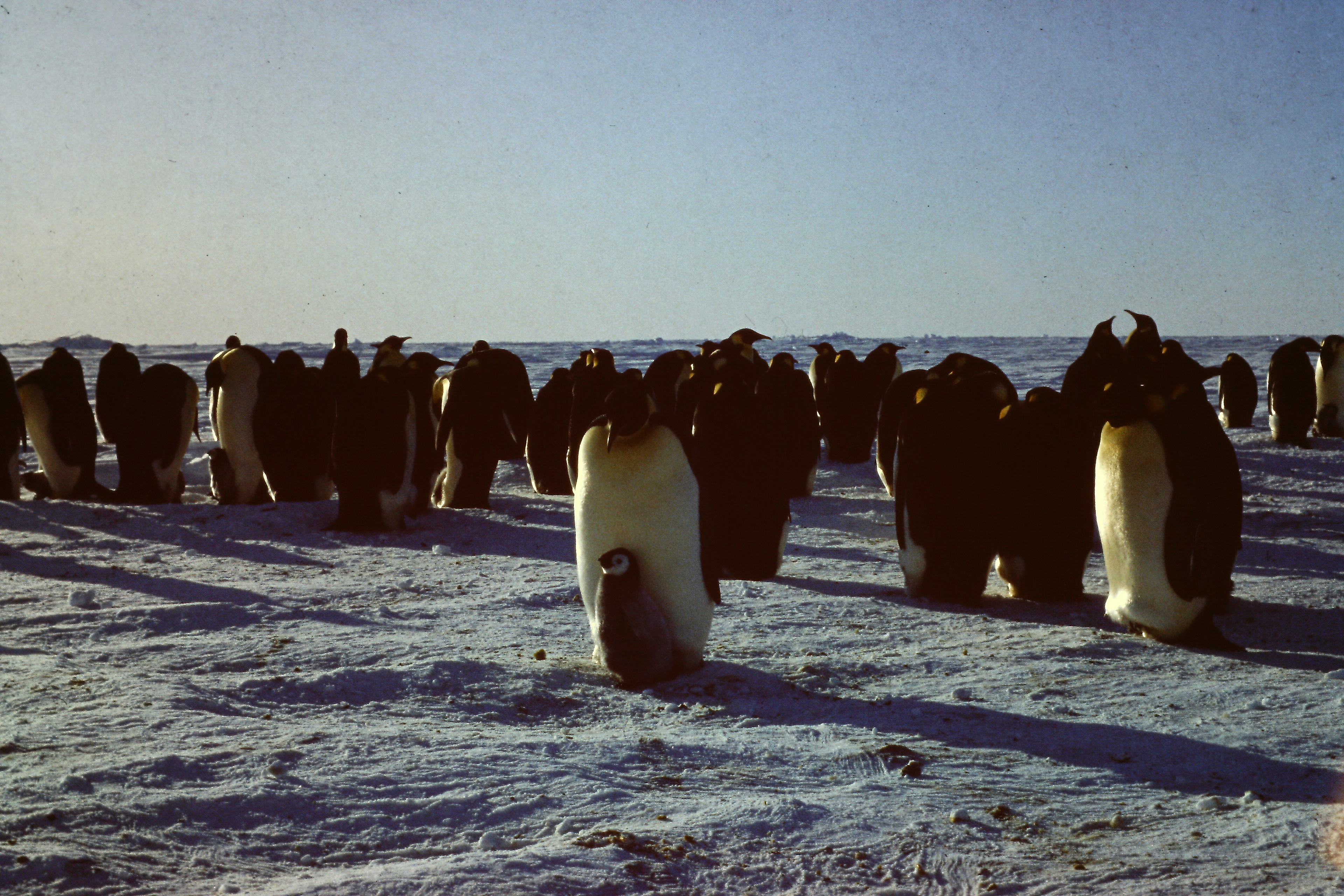 Emperor penguin