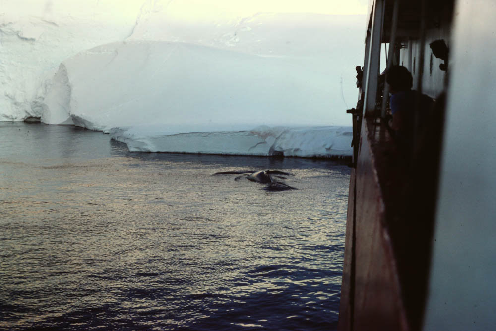 Wlales coming to play