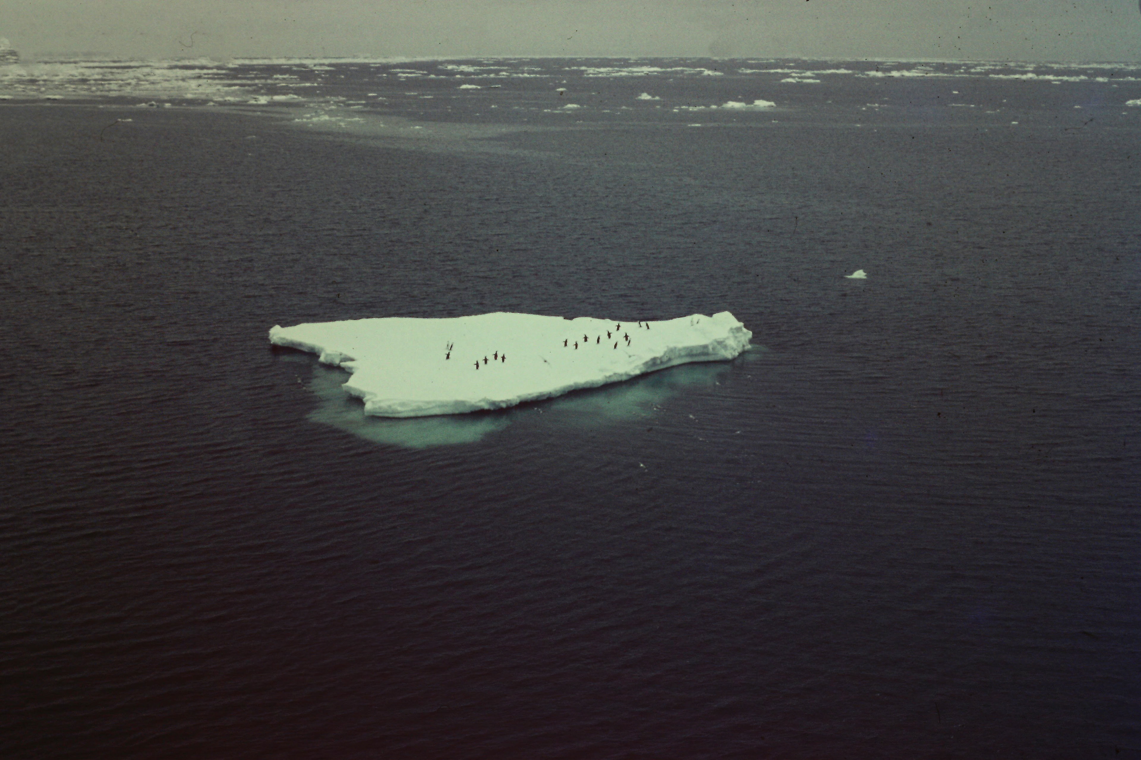 Last penguins