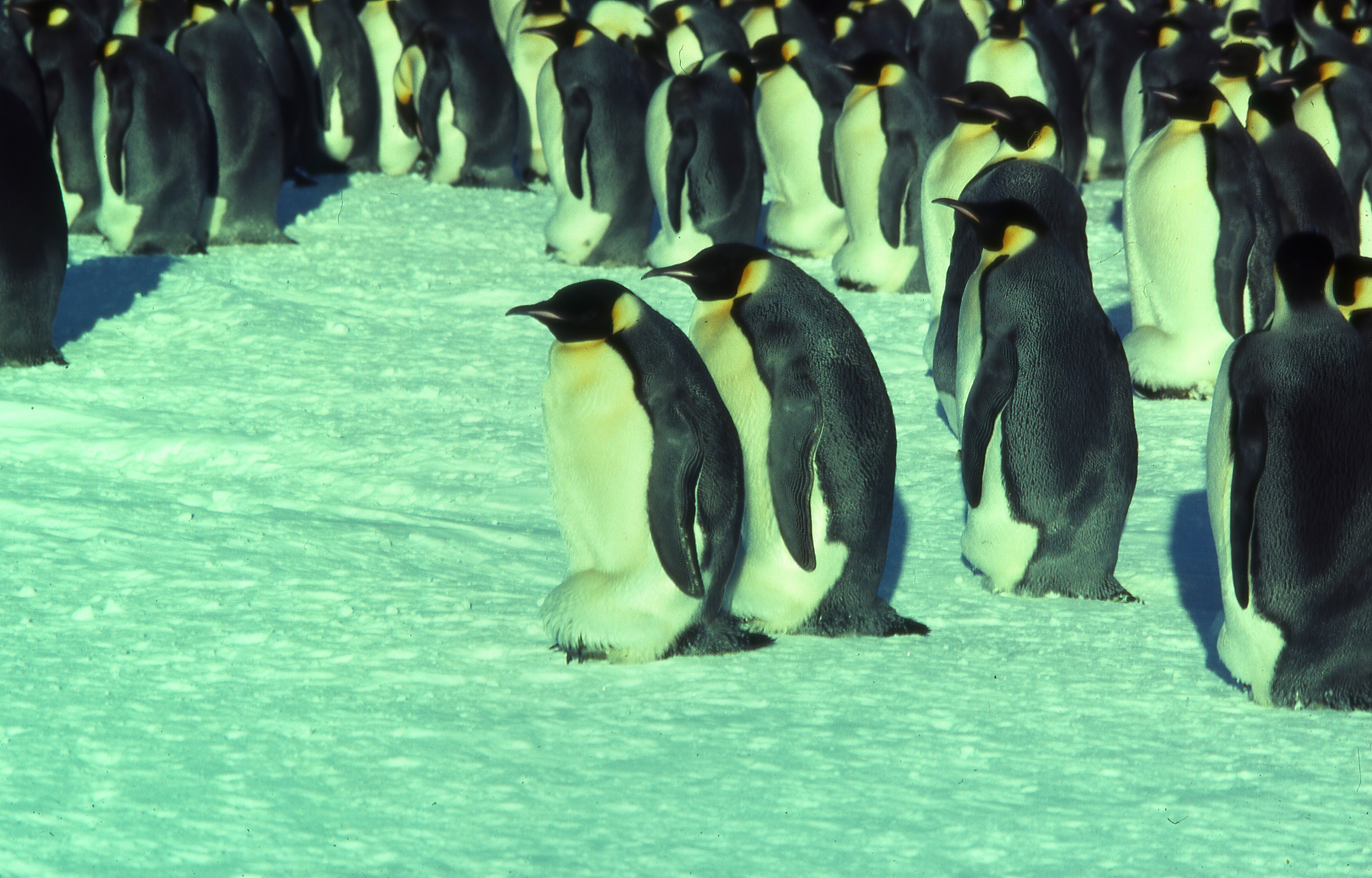 Emperor penguin