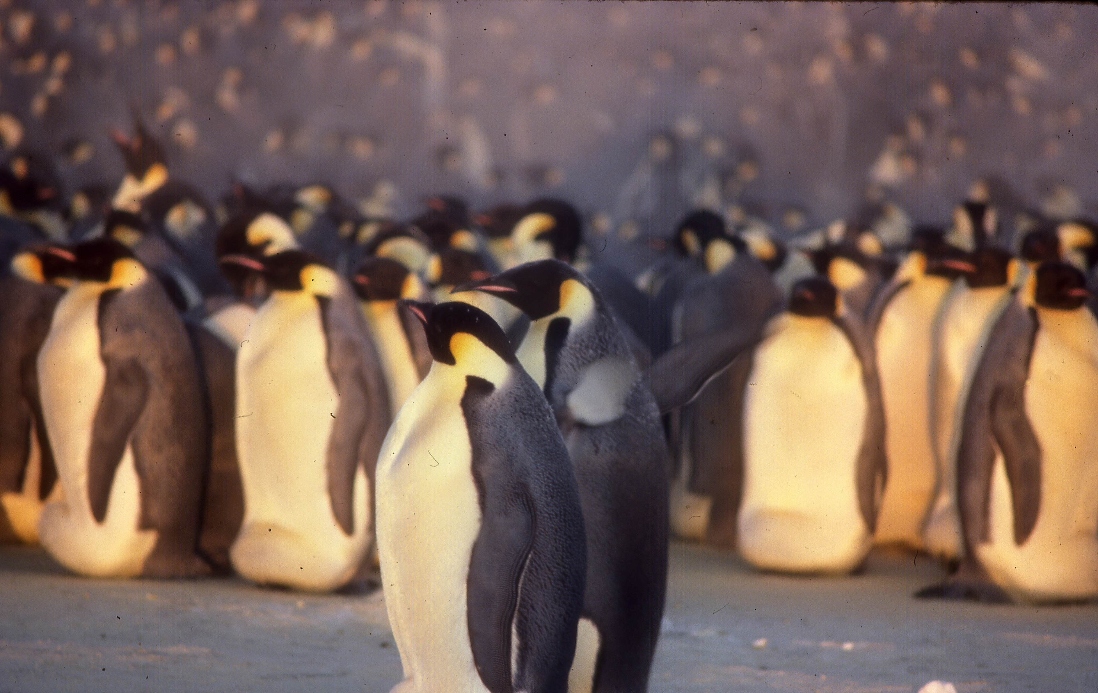 Emperor penguin