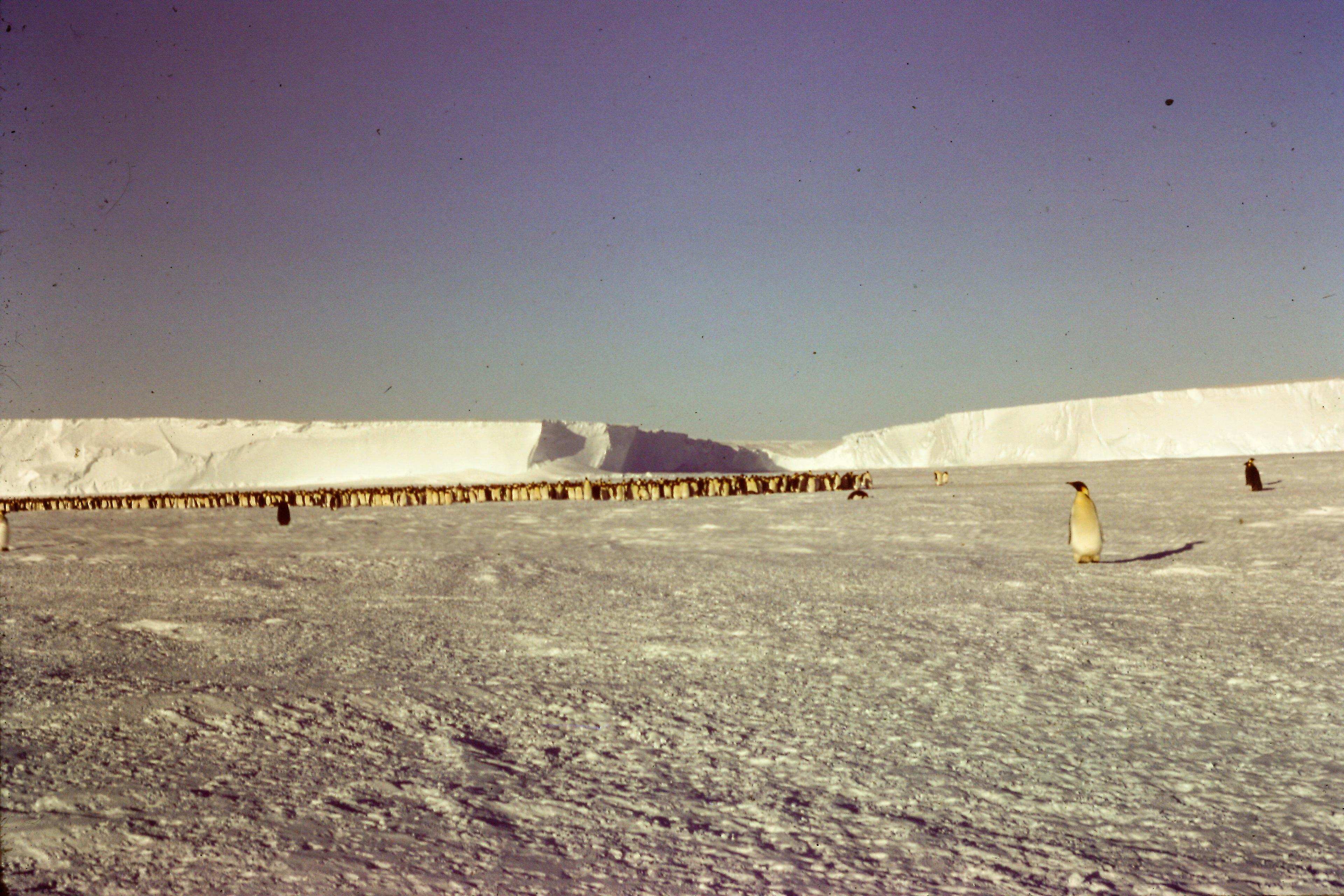 Emperor penguin