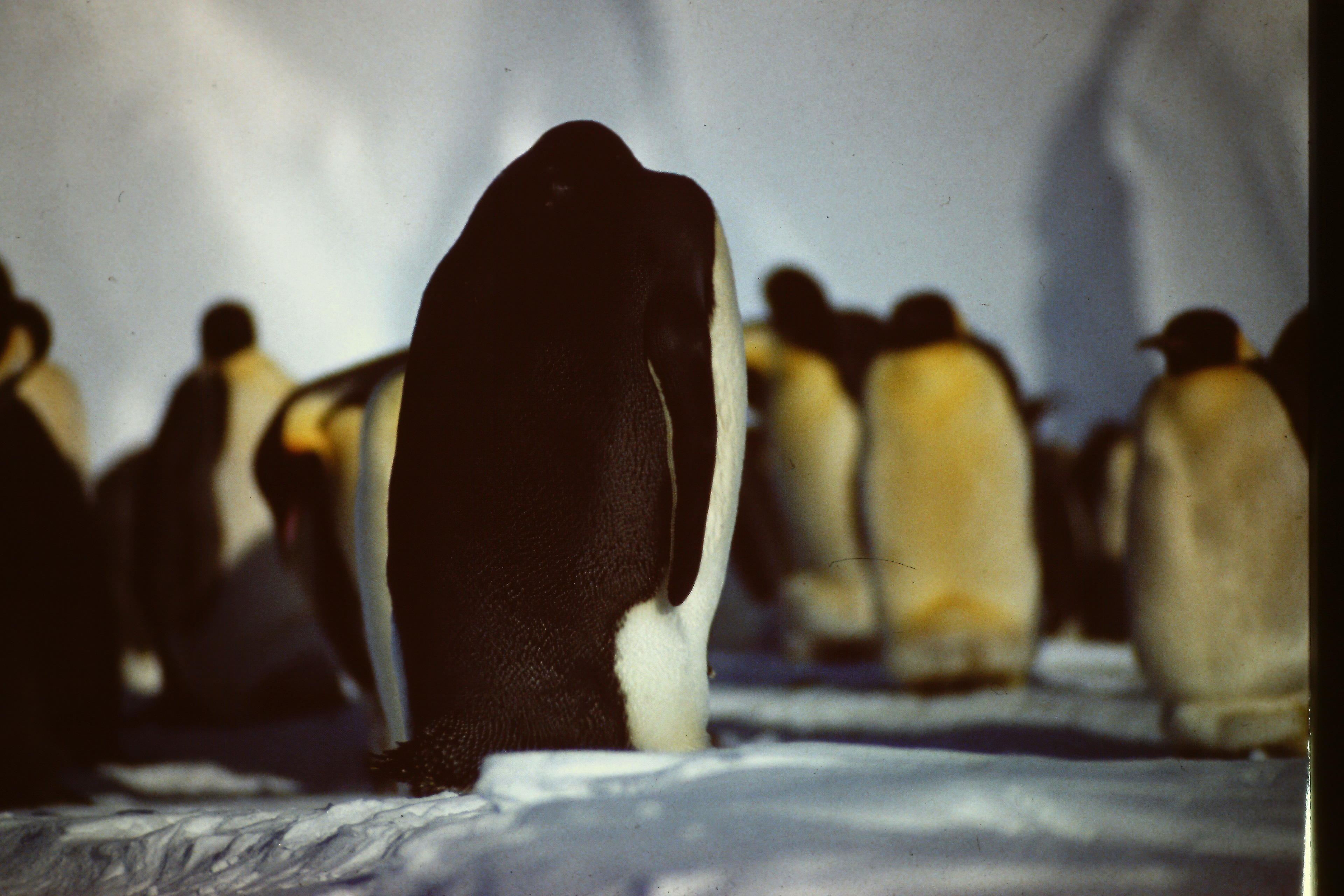 Emperor penguin