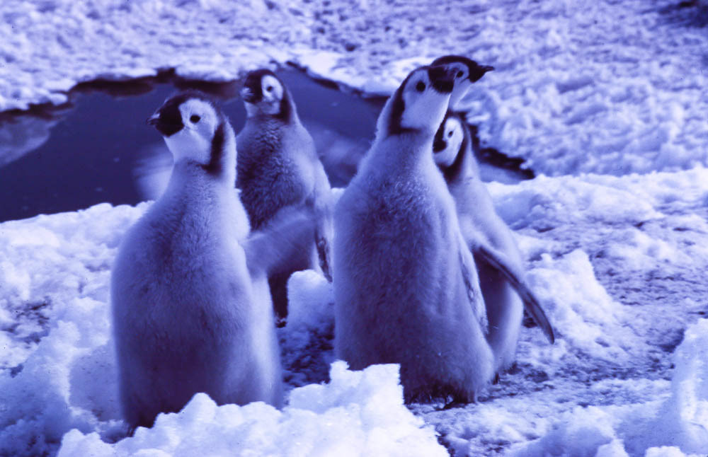 The liquid water is penguin sewage I think