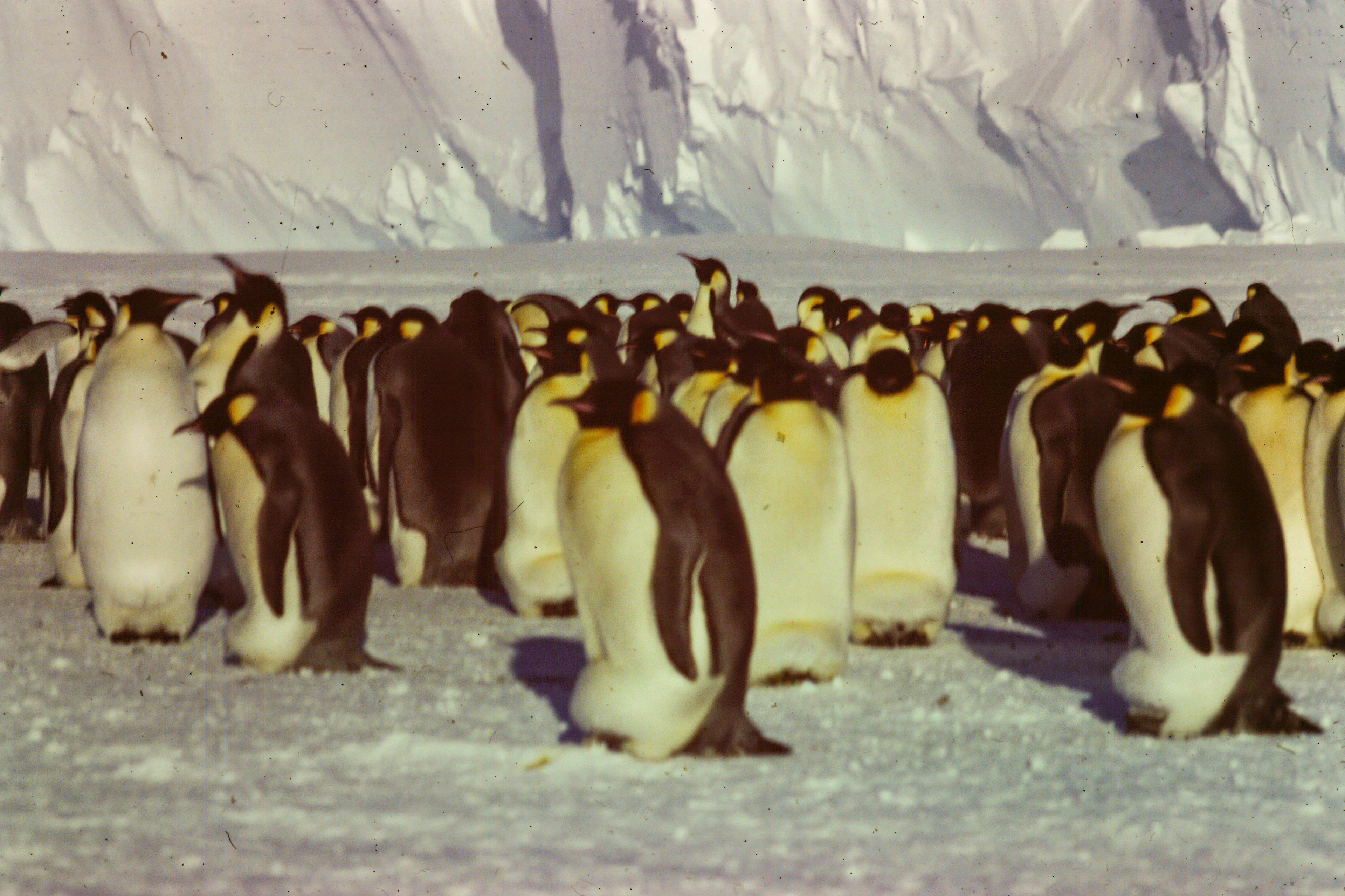 Emperor penguin