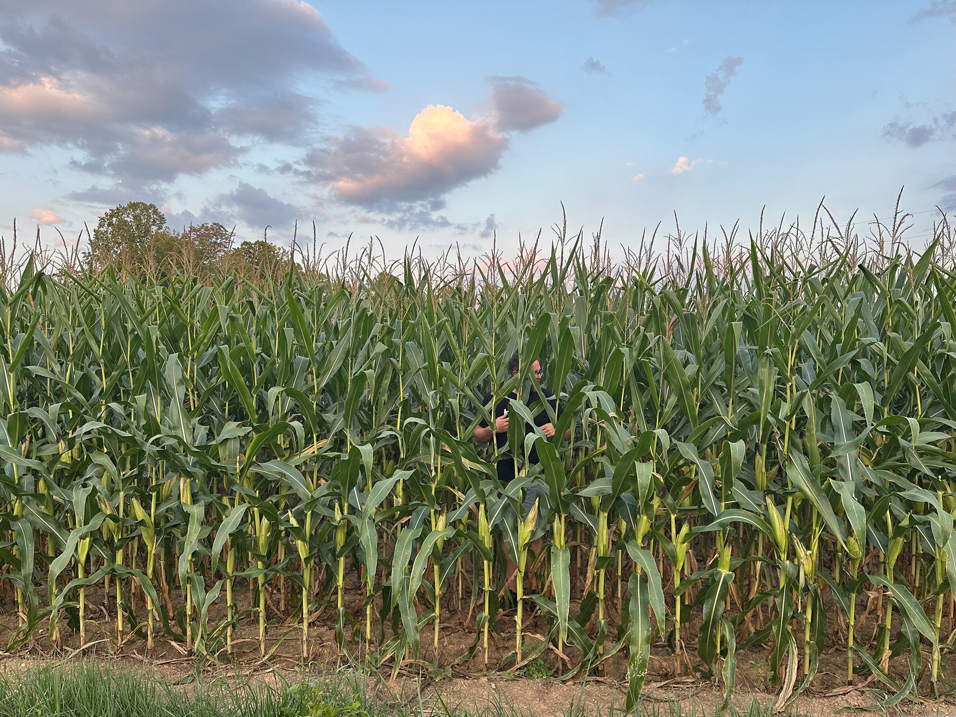 SCOUTING Cornfield