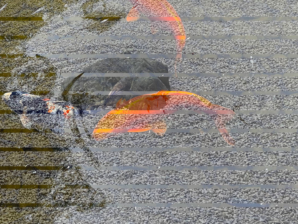 Koi 3