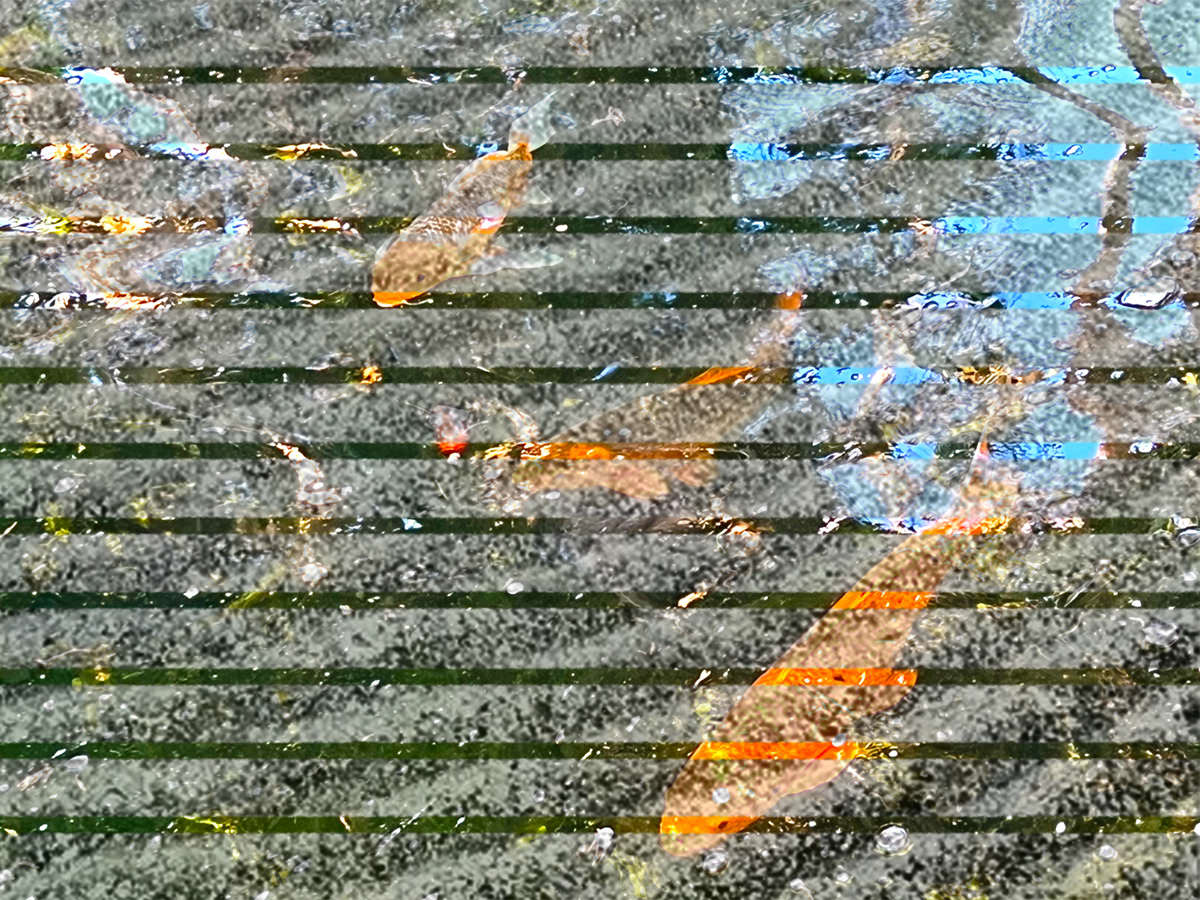 Koi 8