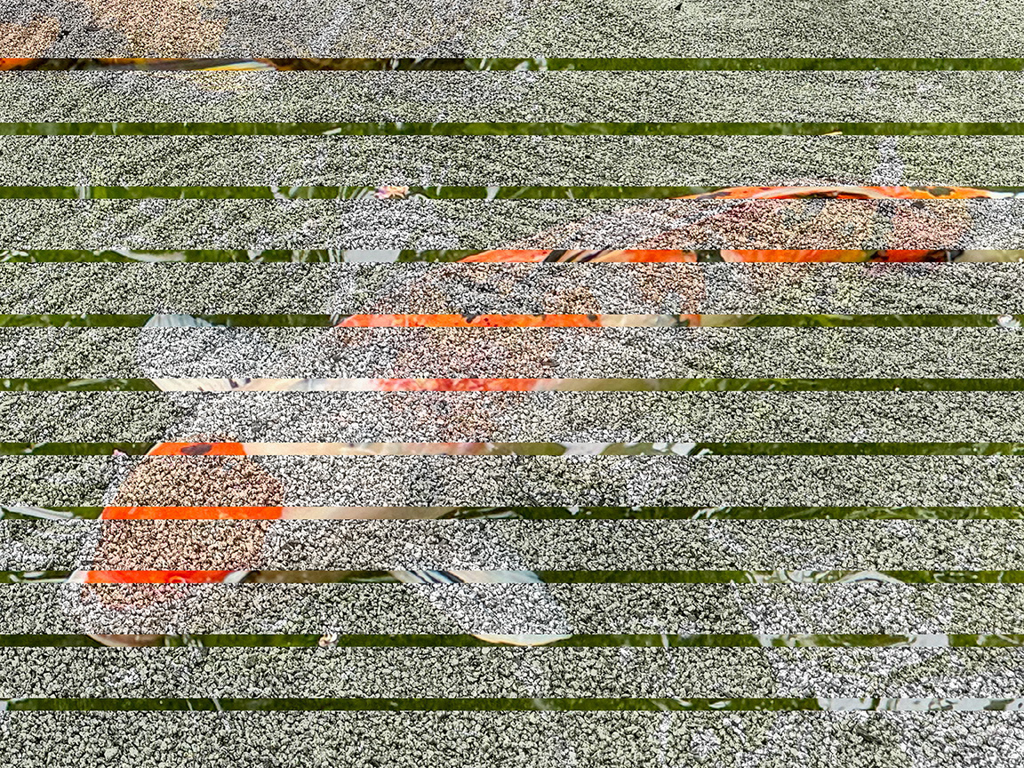 Koi 14
