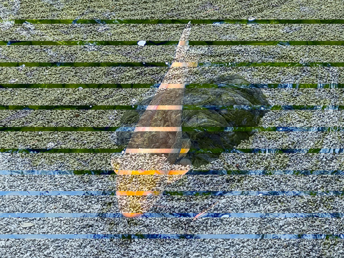 Koi 1