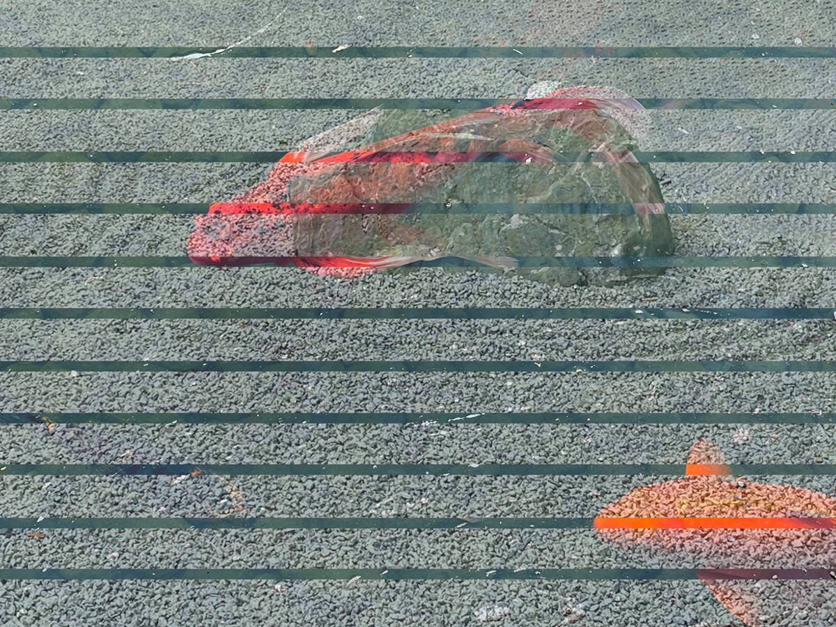 Koi 5