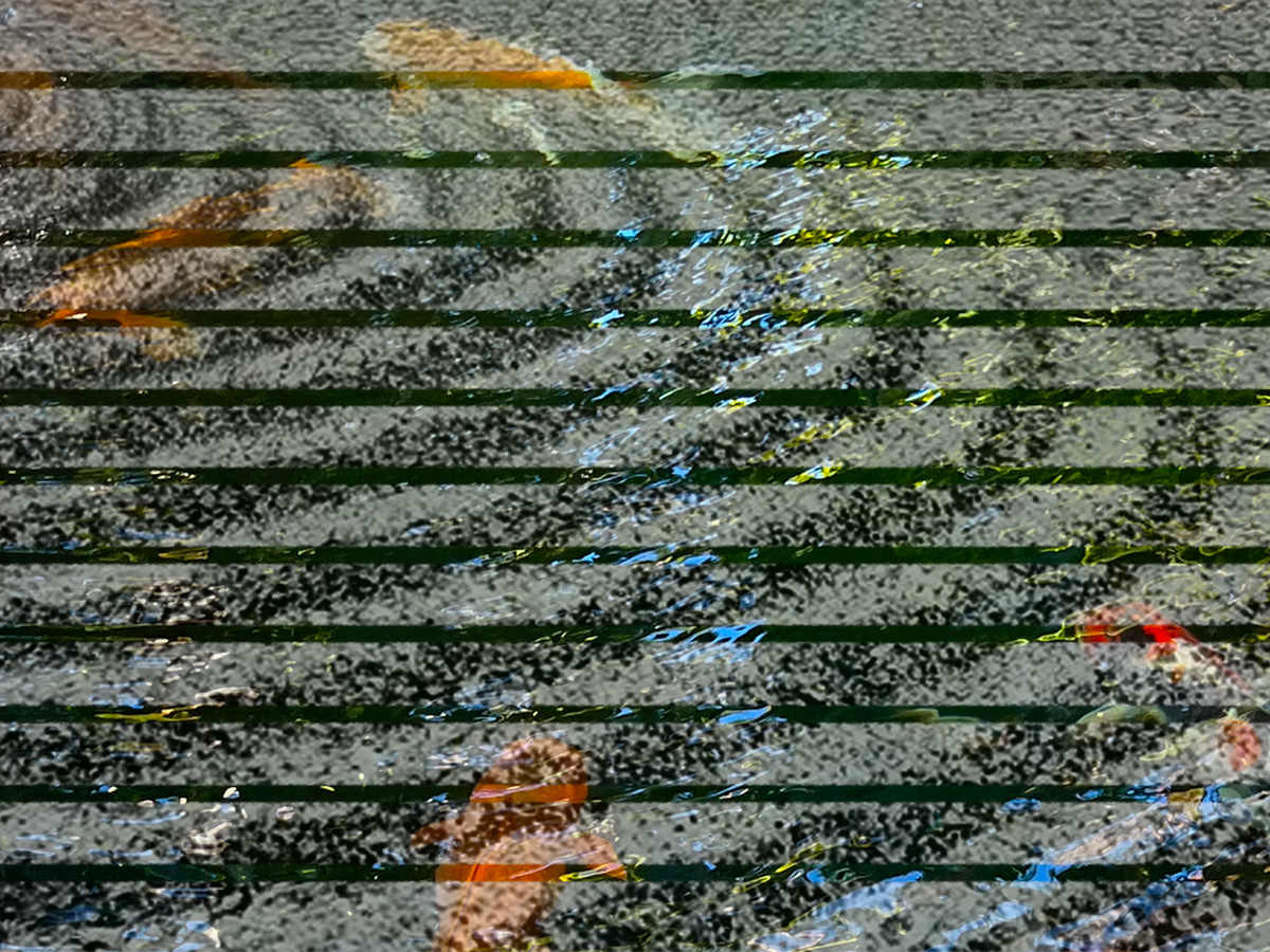 Koi 7