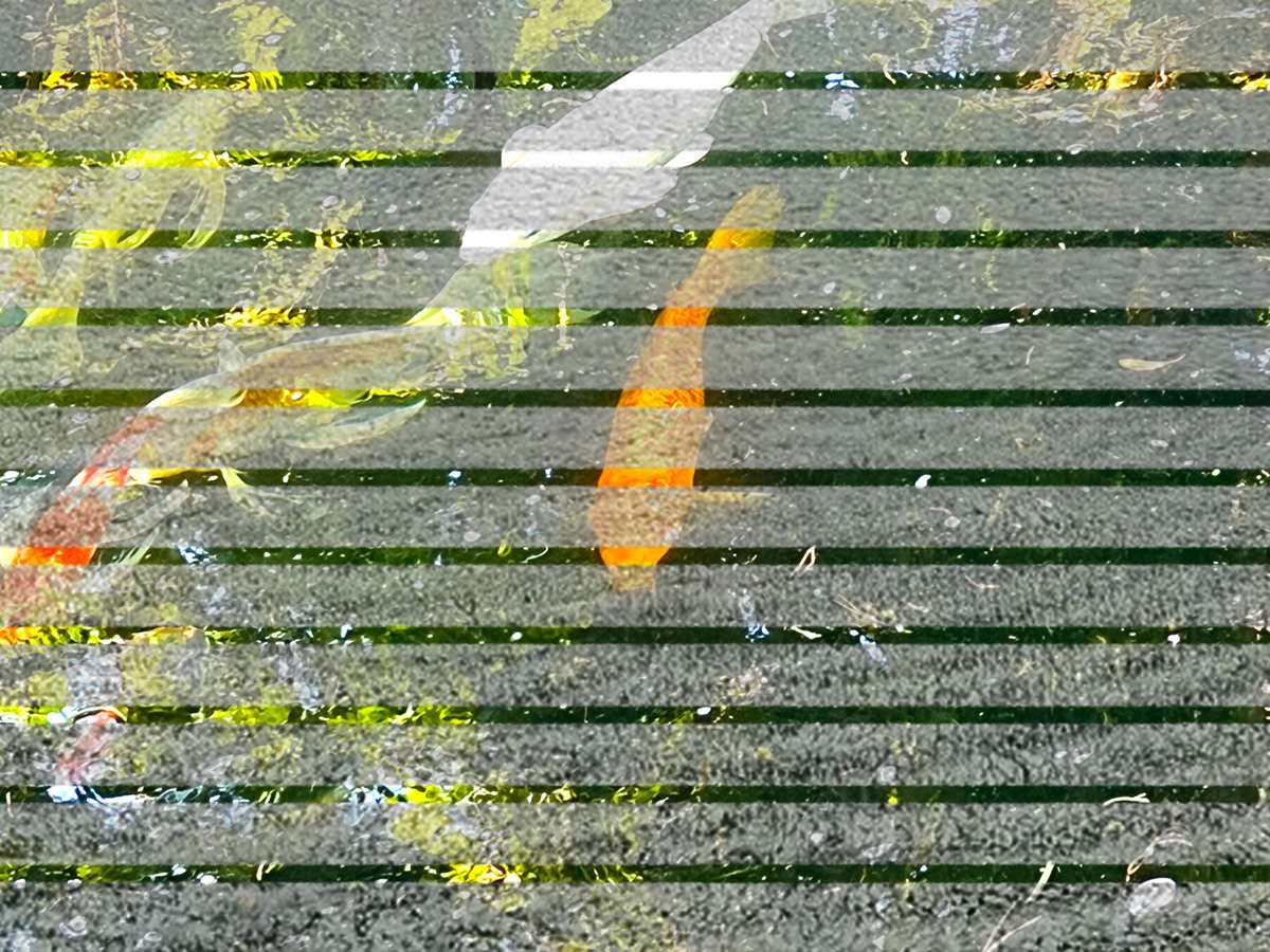 Koi 9