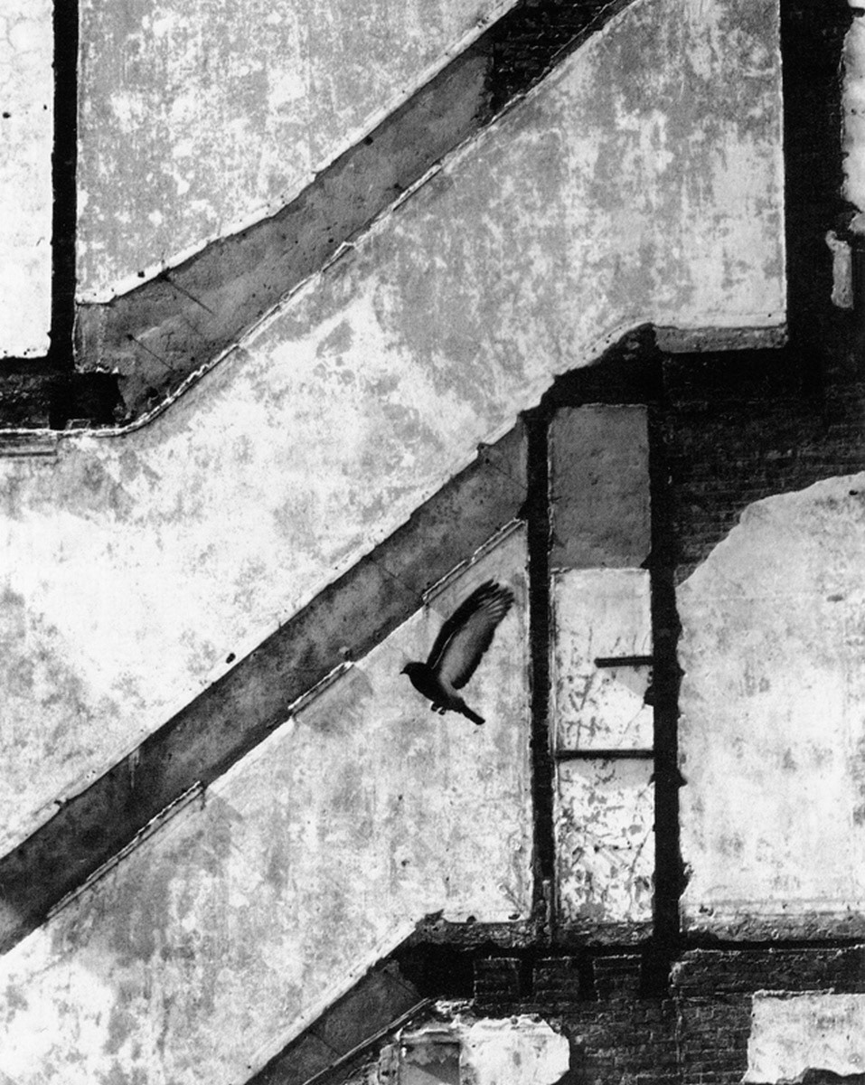 landing pigeon, New York, 1960