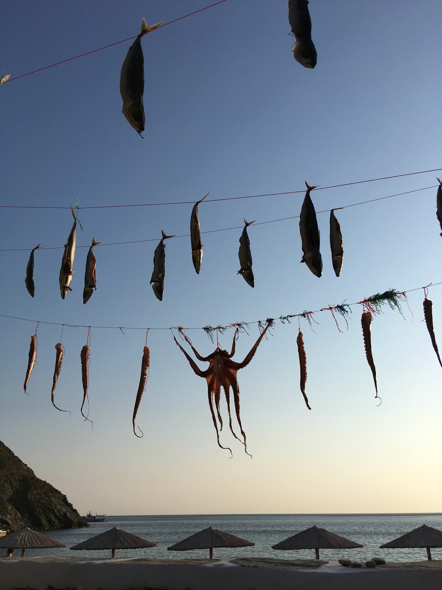 MAGGIE