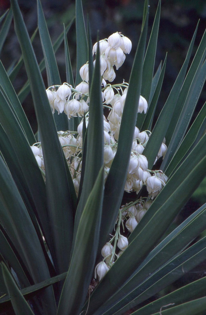 Δημήτρης Σκαλιστήρης