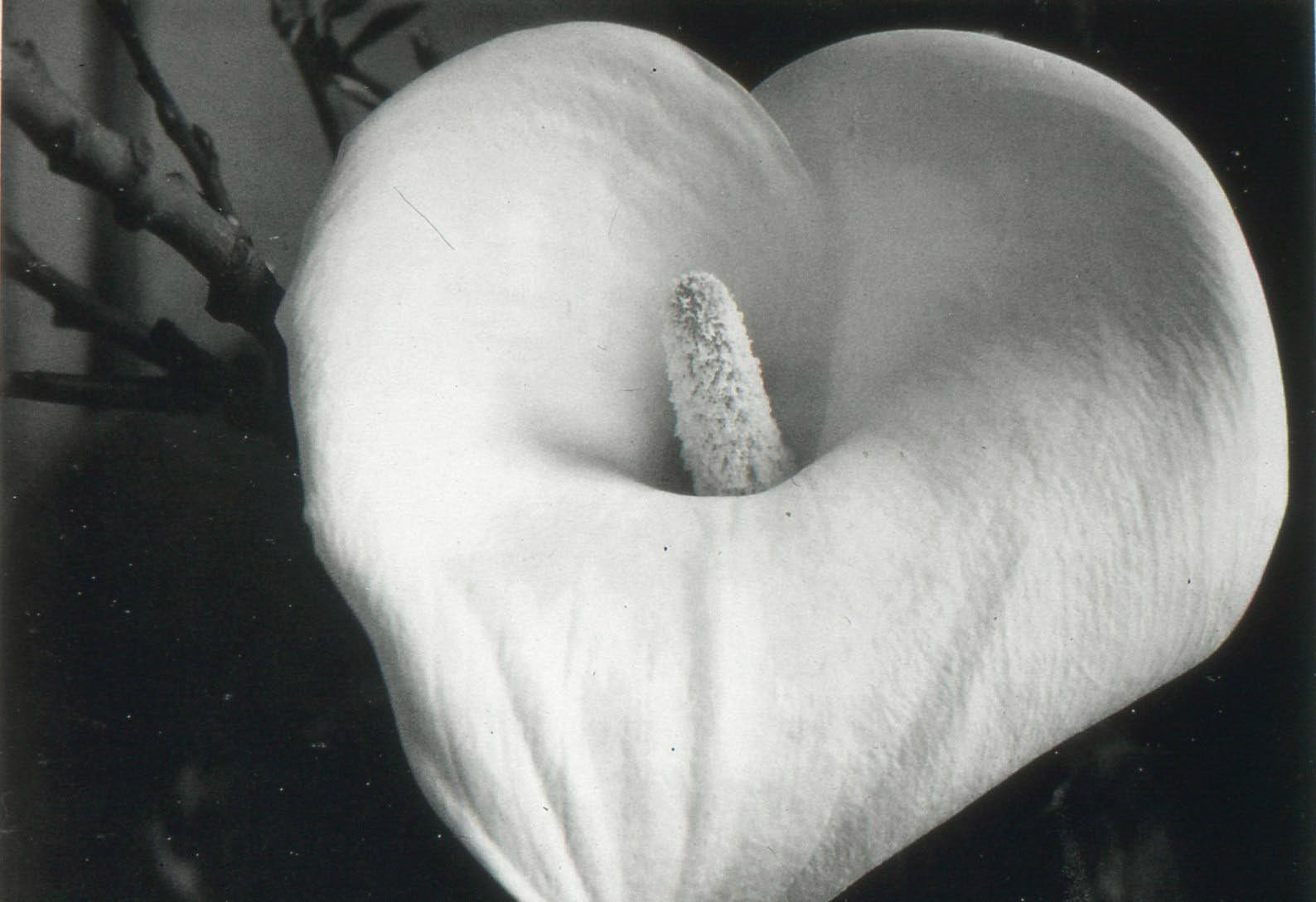 Ansel  Adams: carla lily, SF, 1955